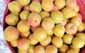 德邦快递助力新疆小白杏&小红杏走出大山、送鲜全国